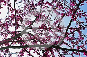 Judas tree blossom, Cercis siliquastrum