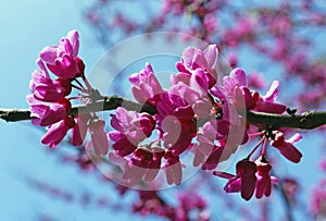 Judas tree blossom, Cercis siliquastrum photo