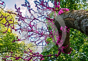 Judas tree blossom in springtime