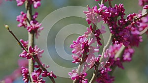 Judas Tree In Blossom. Vivid Colors And Soft Blurry Background. Close up.