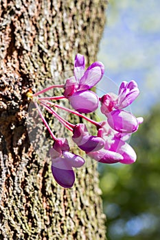 Judas tree buds