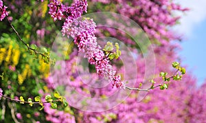 Judas tree-cercis photo