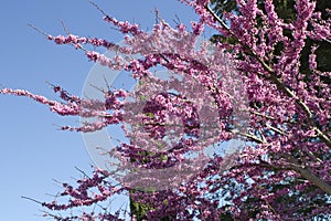 Judas tree Cercis canadensis. Blossoming tree against the blue sky