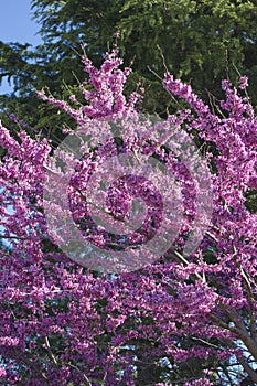 Judas tree Cercis canadensis. Blossoming tree background