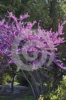 Judas tree Cercis canadensis. Blossoming tree in a park