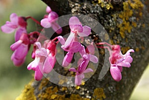 Judas tree, Cercis siliquastrum