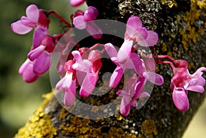 Judas tree, Cercis siliquastrum