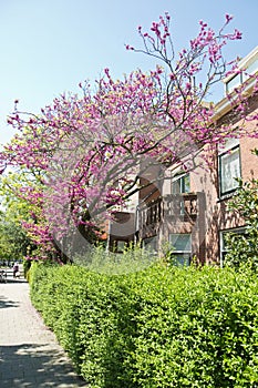 Judas tree or Cercis siliquastrum