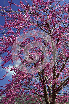 Judas tree-Cercis siliquastrum