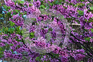 Judas tree, or Cercis siliquastrum in bloom