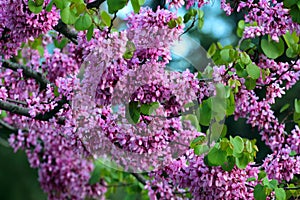 Judas tree, or Cercis siliquastrum in bloom