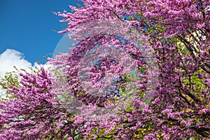 Judas tree, or Cercis siliquastrum in bloom