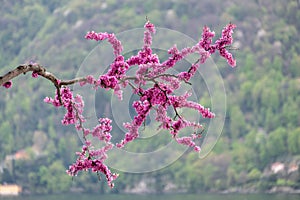 Judas Tree Cercis Siliquastrum photo