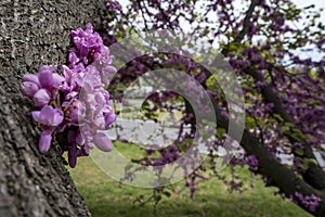 Judas tree Cercis siliquastrum in Bulgaria