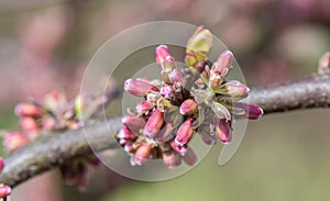 Judas tree Cercis siliquastrum, close-up of buds