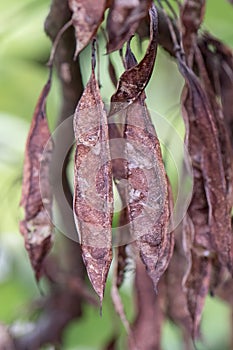 Judas tree Cercis siliquastrum, close-up of seed pods