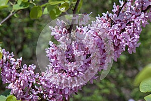 Judas tree Cercis siliquastrum, covered in inflorescence