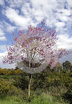 A blooming judas tree in spring photo