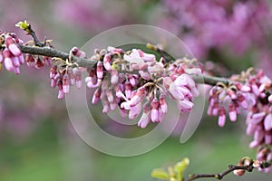 Judas tree Cercis siliquastrum, deep pink inflorescence photo