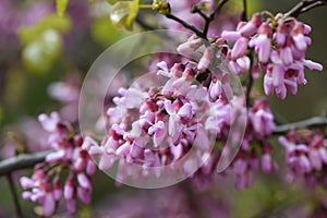 Judas tree Cercis siliquastrum with deep pink pea-like flowers