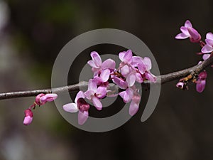 Judas tree photo