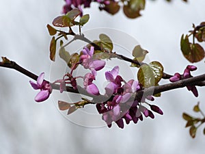 Judas tree photo