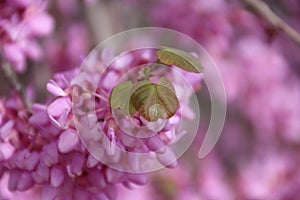 Judas tree Cercis siliquastrum in full bloom