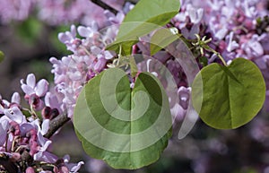 Judas tree Cercis siliquastrum, pink bloom with cordate leaves