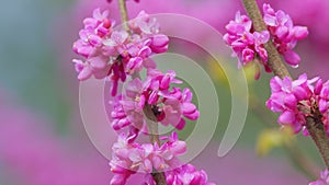 Judas Tree Or European Redbud. The Flowering Plant Family Fabaceae. Pink Redbud Rising Flowers. Close up.