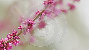 Judas Tree Or European Redbud. The Flowering Plant Family Fabaceae. Pink Redbud Rising Flowers. Close up.