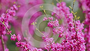 Judas Tree Or European Redbud. The Flowering Plant Family Fabaceae. Pink Redbud Rising Flowers. Close up.