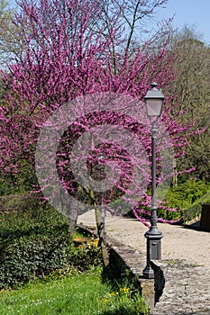 Judas tree or European redbud with forged lantern in Florence