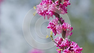 Judas Tree. Flowering Plant Family Fabaceae Which Is Noted For Its Prolific Display Of Deep Pink Flowers. Close up.