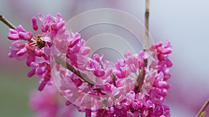 Judas Tree. Flowering Plant Family Fabaceae Which Is Noted For Its Prolific Display Of Deep Pink Flowers. Close up.