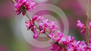 Judas Tree. Flowering Plant Family Fabaceae Which Is Noted For Its Prolific Display Of Deep Pink Flowers. Close up.