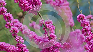 Judas Tree. Flowering Plant Family Fabaceae Which Is Noted For Its Prolific Display Of Deep Pink Flowers. Close up.