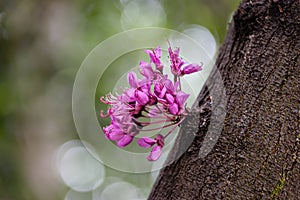 Judas tree flowers sprouting from old tree trunk