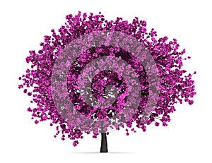 Judas tree isolated on white photo