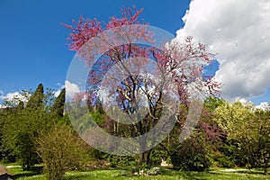 Judas tree in the Ninfa garden