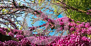 Judas - tree in the park - stunning