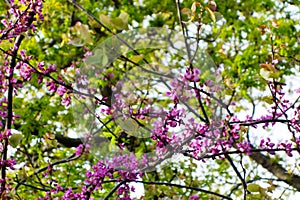 Judas tree pink flowers blooming in spring