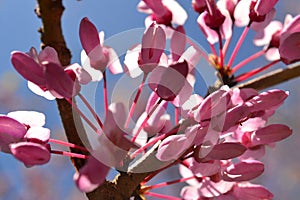 Judas tree seeds. Mediterranean redbud. Lovetree