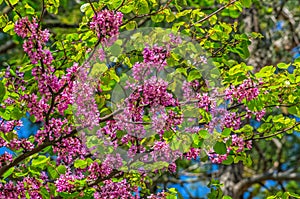 Judas tree in spring