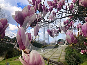 Judas trees Turkish: Erguvan in Istanbul. Beautiful spring view of the Istanbul Bosphorus from Otagtepe. Fatih Sultan Mehmet Bri