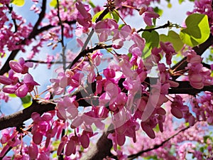 Judastree (Cercis siliquastrum) blossom