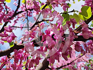 Judastree (Cercis siliquastrum) blossom photo