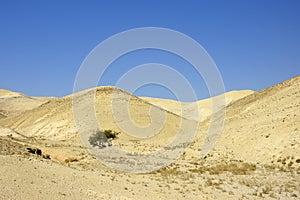 Judea desert mountain landscape, Israel