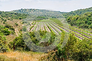 Judean Hills near Beit Shemesh