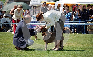 Judge checking the dog's bite at dogshow