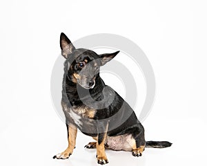 Judgmental Chihuahua on white isolated background photo